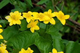 Start studying home garden flower identification. 18 Varieties Of Yellow Flowering Plants