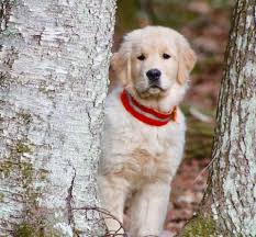 June 28 at 1:55 am ·. Maine Dog Training Dog Puppy Training Canine Photography Poeticgold Farm Falmouth Maine Dog Training Falmouth Maine