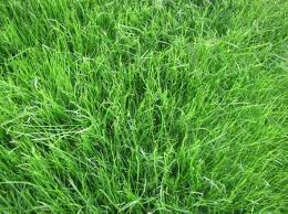 What is the best way to spread grass seed? Sowing Grass Seed Landscape Ontario