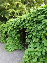 Geniale Rankpflanze Fur Rankgitter Rankhilfen Oder Gartenlauben Gesehen Im Botanischen Garten Berlin Dahlem Es Handel Rankende Pflanze Pflanzen Rankpflanzen