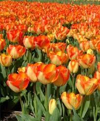 Tulip American Dream Giant Darwin Hybrid Tulips Tulips Flower Bulb Index Bulb Flowers Tulips Flowers Orange Tulips