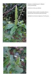 Image result for Ecbolium amplexicaule