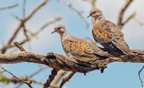 Nama yang mempunyai arti yang bagus ini tentunya sangat baik untuk penamaan calon anak perempuan buah hati tercinta. 7 Mitos Burung Perkutut Gaib Sumber Keberuntungan Juga Malapetaka