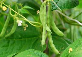 Vegtrug, sunlite, garden starter, miracle led, hydrofarm Green Beans Planting And Growing Pole And Bush Beans The Old Farmer S Almanac