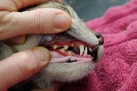 Sama semacam pada manusia, bahan dari alam ini bisa juga dijadikan obat untuk beberapa keluhan kesehatan burung berkicau. Menyembuhkan Sakit Calicivirus Pada Kucing Dalam Waktu 4 Hari Misstyameyo Com