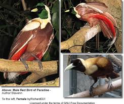 It graces many of our outdoor spaces with bold, bright color from late spring through fall, lending its soft texture to our hard landscapes and asking for very little in return. Red Bird Of Paradise Or Cendrawasih Merah Beauty Of Birds