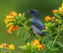 Image result for Bertiera angusiana