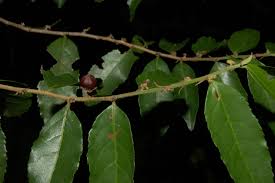 Image result for Casearia battiscombei