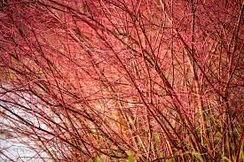 Of all the varieties of dogwood, gardeners are most familiar with the flowering dogwood (cornus florida). Red Twig Dogwood Plant Care Growing Guide