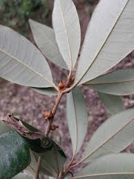 Image result for Englerophytum natalense