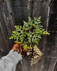 Image result for Adenia