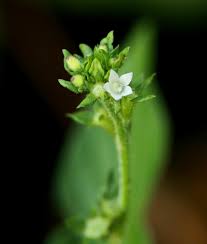 Image result for Otomeria elatior