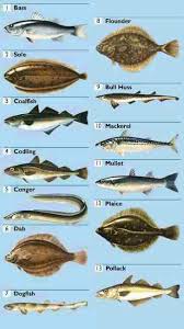 Irish Sea Fish Google Search Sea Fish Irish Sea Mackerel
