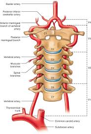 Image result for Posterior Circulation
