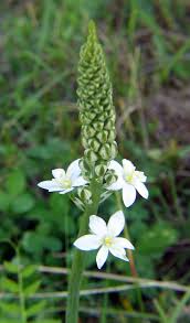 Image result for Ornithogalum flexuosum