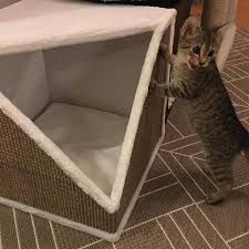 Minikatz Finchen Will Euch Noch Was Erzahlen Bevor Sie Ins Bett Geht Guckt Mal Ihr Minikatz Leute Das Hier Ist Unse Decor Laundry Organization Organization