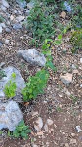 Image result for Tragia shirensis