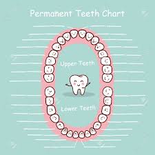 Permanent Tooth Chart Record Great For Health Dental Care Concept