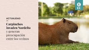 Nordelta ofrece todo en un entorno único: N1u4irncvhgpdm