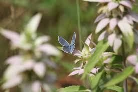 Michigan riverfront property for sale. Homepage Wildflower Association Of Michigan