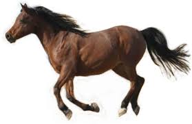 1200x927 fierce car coloring ford cars free mustangs t bird shelby. Learn How To Sketch A Running Horse