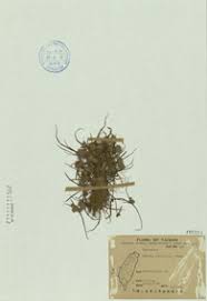 Image result for Pycreus pumilus