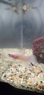 Cellophane bettas are often crossed with solid colours, or used in conjunction with marble betta to produce more pattern. Meet Troy My Cellophane Betta Bettafish