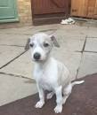 Whippet Puppies For Sale - The Whippet.net