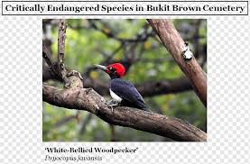 White Bellied Woodpecker Toucan Critically Endangered Red Data Book Of The Russian Federation Bird Animals Fauna Bird Png Pngwing