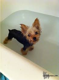 How Often Can I Bathe My Yorkie Yorkie In Bathtub What Type Of Shampoos Conditioners And Or Oils Should I Use Grooming A Yorkie Terrier Yorkie Puppy Yorkie