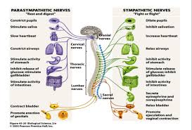The nervous system coordinates the voluntary and involuntary movements of the body. Let S Talk Stress On You And On Kids