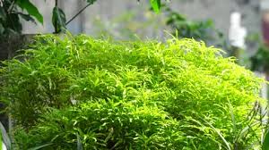 Image result for Allophylus africanus