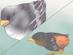 how to identify baby birds 14 steps with pictures wikihow