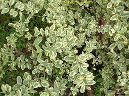 Image result for Sarcophrynium prionogonium