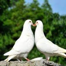 Burung bangau besar imej via pixabay pernah dengar tak lagu rakyat 'bangau oh bangau'? Jenis Jenis Burung Di Malaysia
