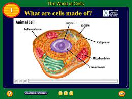 Check spelling or type a new query. Ppt What Are Cells Made Of Powerpoint Presentation Free Download Id 3383759