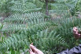 Image result for Dennstaedtiaceae
