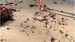 Barbados Beaches: Explorer's Guide to the Perfect Caribbean ...