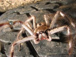 But they are not completely immune, they can just take much larger doses of the venom without ill effect. Spiders From Around The World Insureandgo