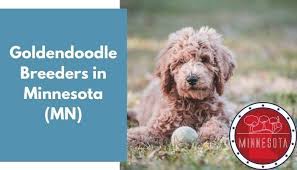 More images for goldendoodle puppies hutchinson mn » 30 Goldendoodle Breeders In Minnesota Mn Goldendoodle Puppies For Sale Animalfate
