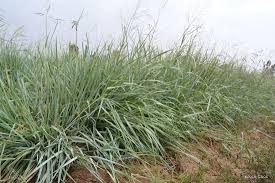 Image result for Panicum pilgeri
