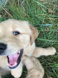 Born and raised in home. 25 Champion Line Goldens Of Vermont Ideas Golden Retriever Puppies Retriever