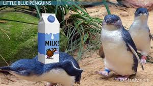 The fairy penguin (eudyptula minor) is the smallest species of penguin. Tquklcasa4btcm