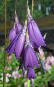 Image result for Dierama densiflorum