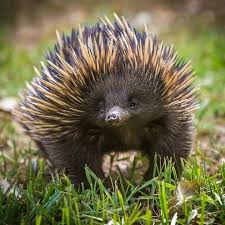 English Project Workshop Australia Animals Weird Looking Animals Echidna
