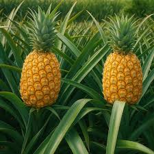 Image result for Ananas comosus