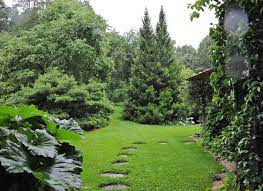 Beloved Conifer Japanese Umbrella Pine A Way To Garden