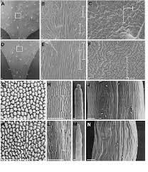 A transmission electron microscope produces images via the interaction of electrons with a sample. Scanning Electron Microscope Sem Analysis Of Epidermal Cells Download Scientific Diagram