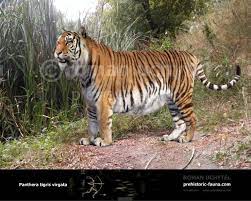 Caspian Tiger Or Turanian Tiger Extinct Subspecies Of Tigers In Central Asia The Caucasus And Northern Iran Thi Caspian Tiger Tiger Species Panthera Tigris