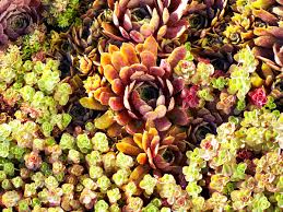 Maybe you would like to learn more about one of these? Drought Tolerant Groundcovers To Save Water Hide A Dead Lawn Sunset Sunset Magazine